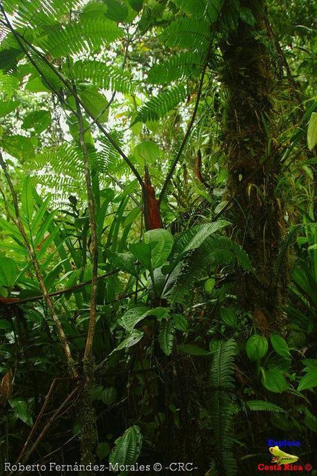 Refugio de Vida Silvestre La Marta -Senderos- (Pejibaye de Jiménez de Cartago)