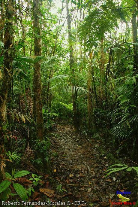 Refugio de Vida Silvestre La Marta -Senderos- (Pejibaye de Jiménez de Cartago)