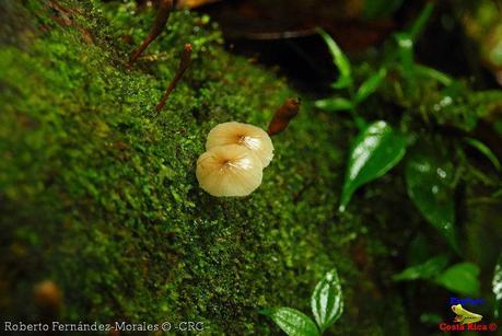 Refugio de Vida Silvestre La Marta -Senderos- (Pejibaye de Jiménez de Cartago)