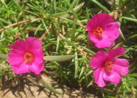 Portulaca