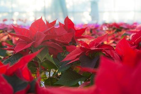 Flores de Navidad, listas para ser vendidas Photo by Matthew Howarth from flickr