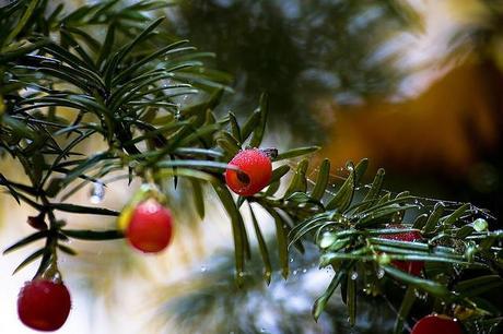 Plantas usadas en la decoración de Navidad Tejo