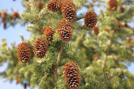 Plantas usadas en la decoración de Navidad Picea abies