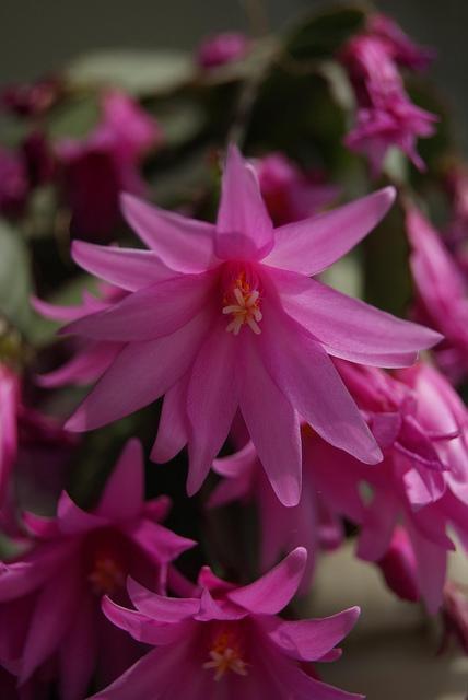 Plantas usadas en la decoración de Navidad Schlumbergera gaertneri