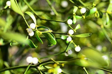 Plantas usadas en la decoración de Navidad Viscum album