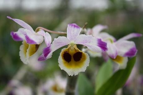 Orquídea Dendrobium