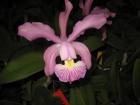 Orquídea Cattleya sp.