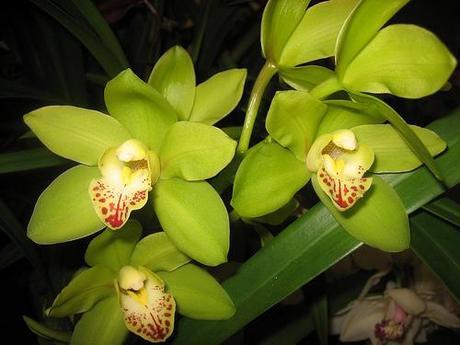 Orquídea Cymbidum 