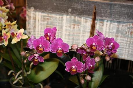 Orquídea Phalaenopsis