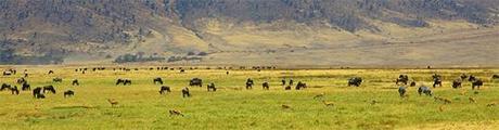 Numerosa fauna puebla la base del extinto volcán