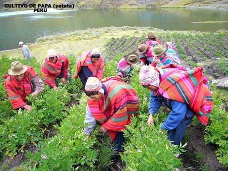 Cultivo de papa (Cortesía: Exportacionesdelperu.blogspot.com)