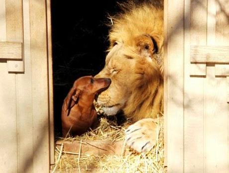 Extraña amistad entre animales de diferentes razas