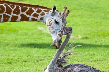 Extrañas parejas de animales.