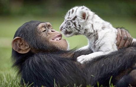 Amistad entre un chimpancé y dos tigres