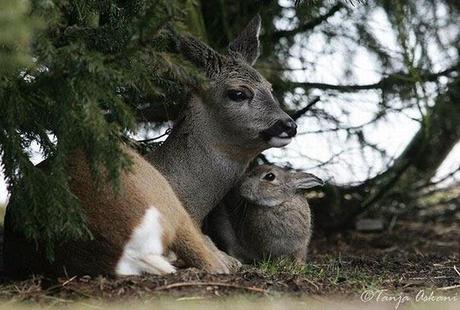 Extraña amistad entre animales de distintas razas