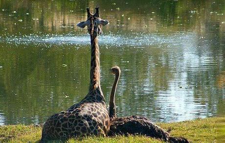 Extrañas parejas de animales.