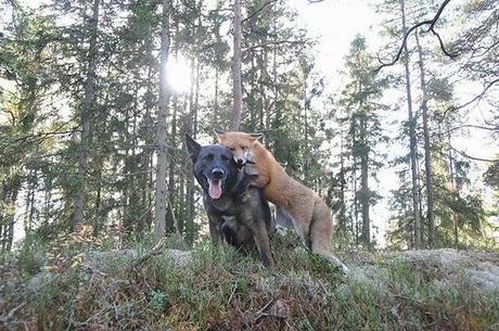 Extrañas parejas de animales.