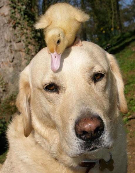 Extrañas parejas de animales.