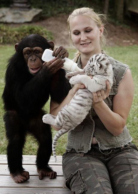 Amistad entre un chimpancé y dos tigres