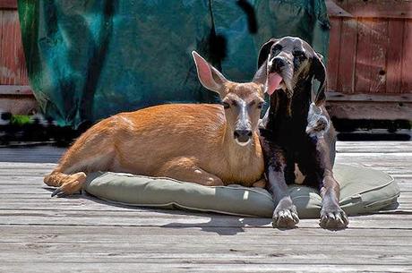 Extraña amistad entre animales de distintas razas