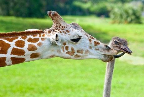 Extrañas parejas de animales.