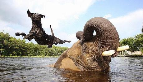 Extrañas parejas de animales.