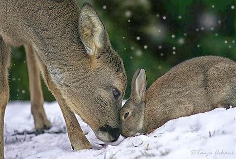 Extraña amistad entre animales de distintas razas