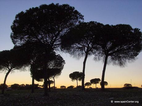 Nace una plataforma en defensa del sector forestal de C-LM