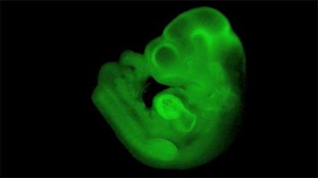 Mouse embryo with beating heart