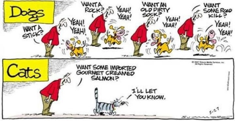 Psicología felina (volumen I)