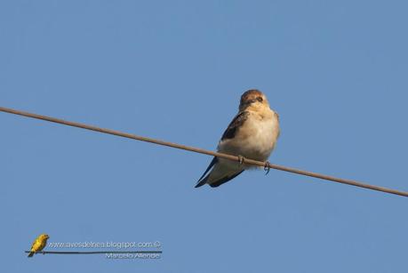Golondrina cabeza rojiza (Tawny-headed swallow) Alopochelidon fucata