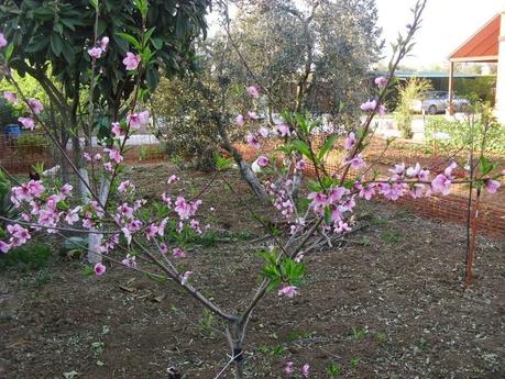 LA ACTIVIDAD EN EL HUERTO EN MARZO 2014