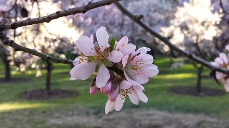 Rincones. Los almendros de la Quinta de los Molinos