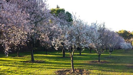 Rincones. Los almendros de la Quinta de los Molinos