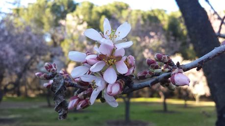 Rincones. Los almendros de la Quinta de los Molinos