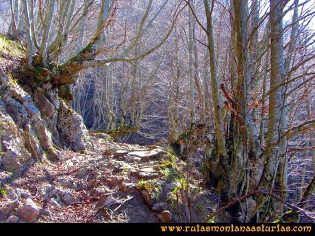 Ruta Requexón Valdunes, la Senda: Atravesando el bosque