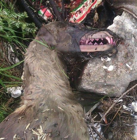 HORROR, ESTO ES LO QUE PASA EN LOMINCHAR (TOLEDO)