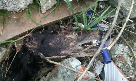 HORROR, ESTO ES LO QUE PASA EN LOMINCHAR (TOLEDO)