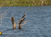 Aninga (Anhinga) Anhinga anhinga