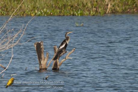 Aninga (Anhinga) Anhinga anhinga
