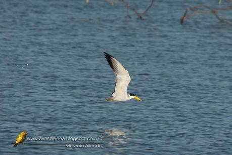 Atí (Large-billed Tern) Phaetusa simplex