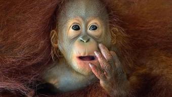 Sony World Photography Awards 2014