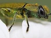 Anthaxia hungarica (Scopoli, 1772)