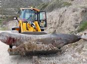 sonar responsable nuevo varamiento cetáceos