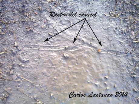 La senda del caracol