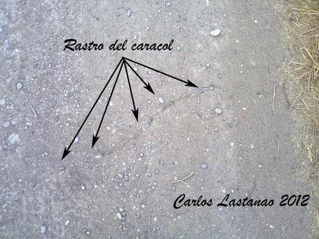 La senda del caracol