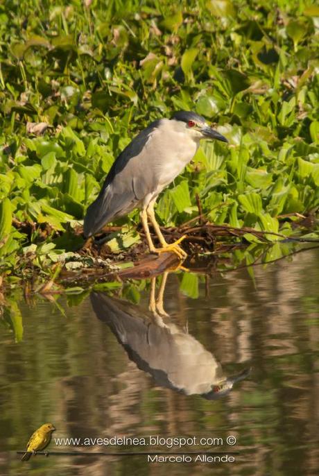Garza bruja (Black-crowned Night Heron) Nycticorax nycticorax