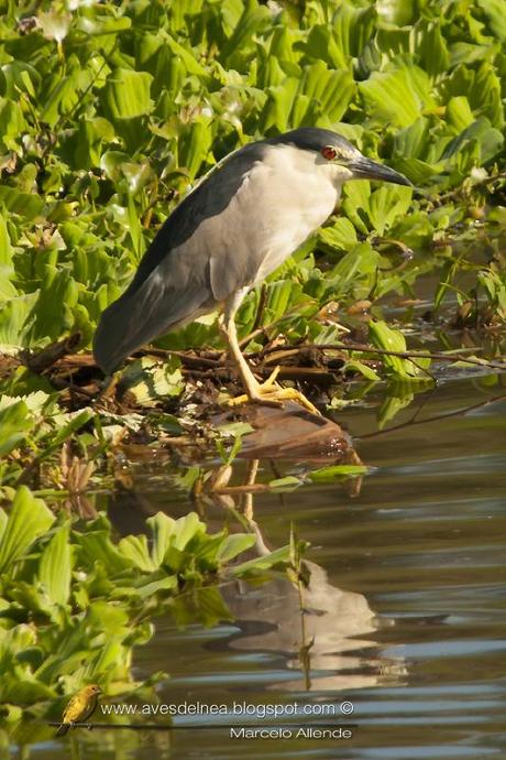Garza bruja (Black-crowned Night Heron) Nycticorax nycticorax