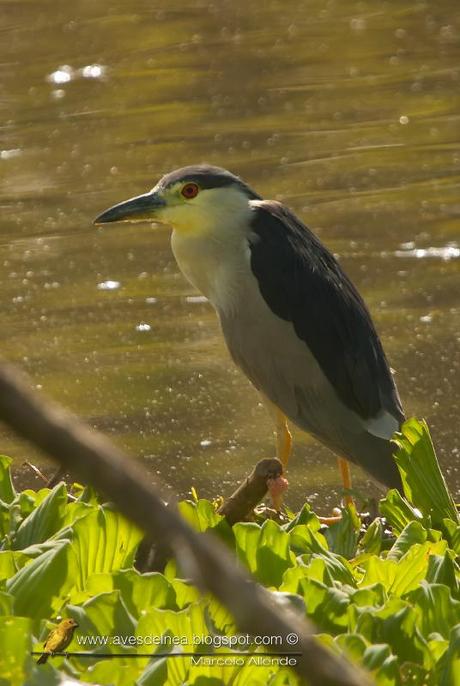 Garza bruja (Black-crowned Night Heron) Nycticorax nycticorax