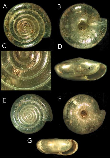Nuevo gasterópodo encontrado en cuevas de Bulgaria